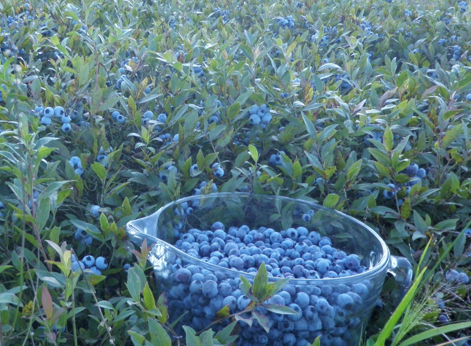 Alexanders-Wild-Maine-Blueberries.jpg