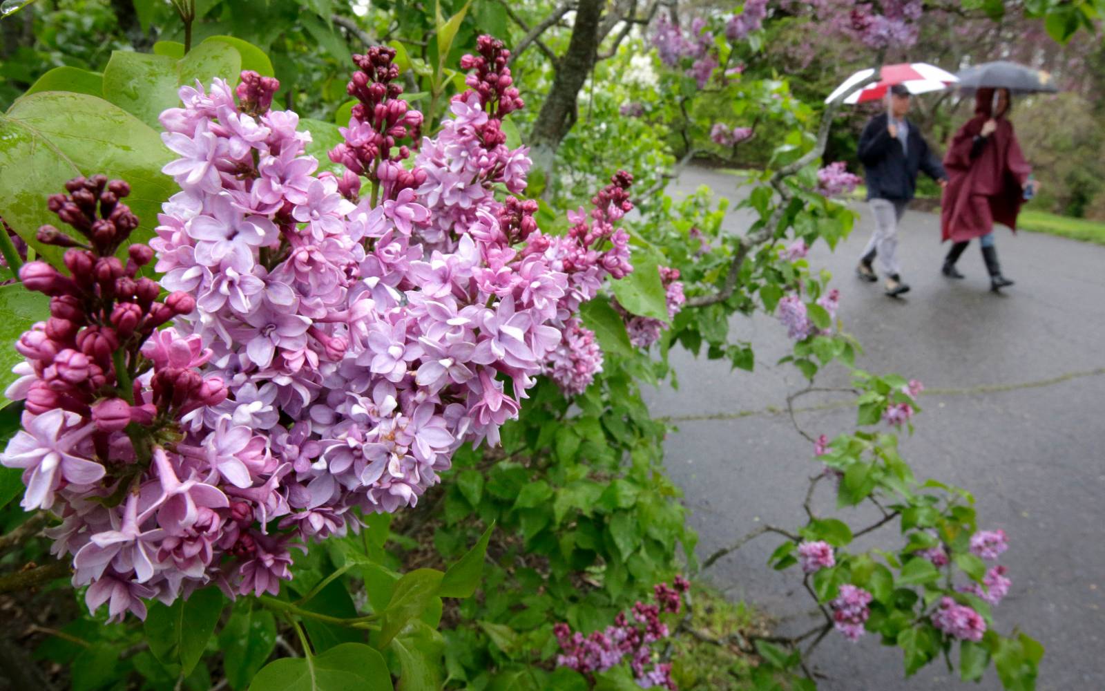 Visitors use umbrellas as they walk past lilac blossoms in the Arnold Arboretum.